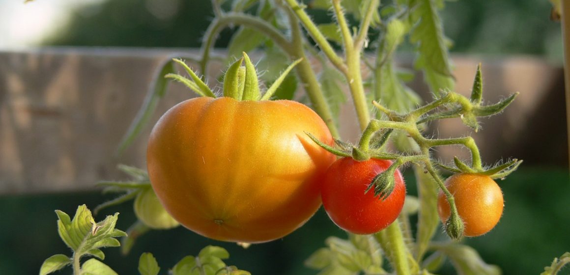 pomidory na tarasie