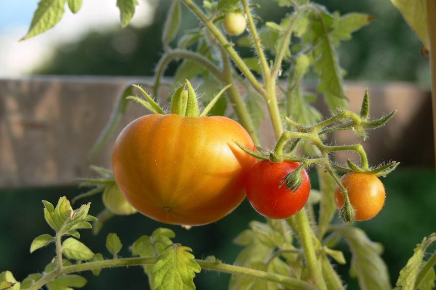 pomidory na tarasie