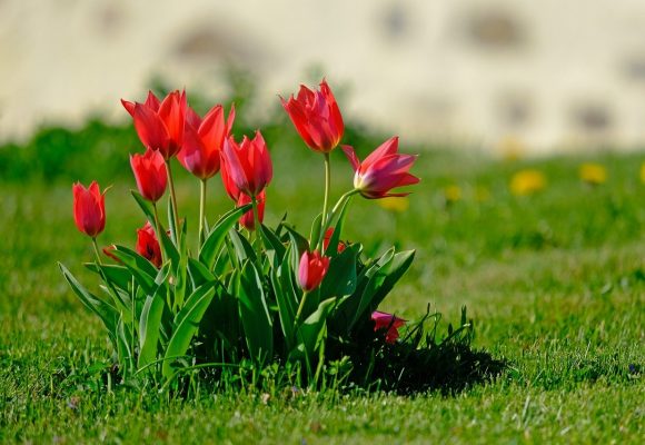 tulipany w ogrodzie