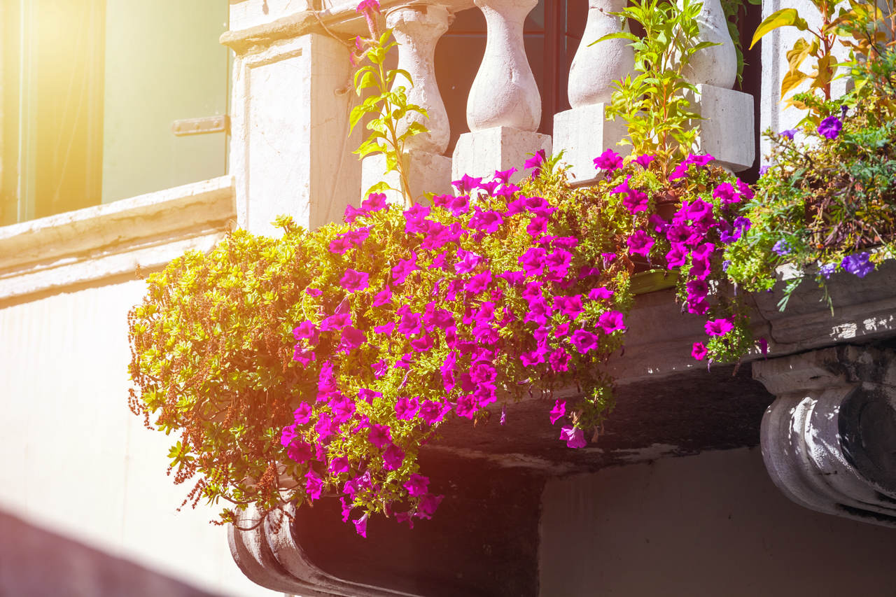 Kwiaty balkonowe. Jaki jest najlepszy termin siewu?
