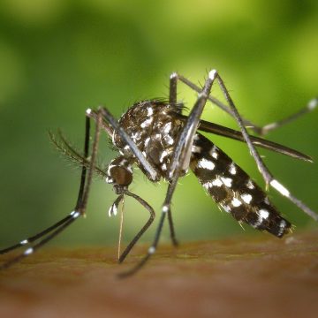 Jak pozbyć się komarów z ogrodu?