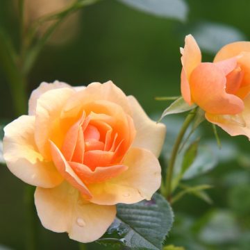 Róże w ogrodzie. Uprawa i pielęgnacja