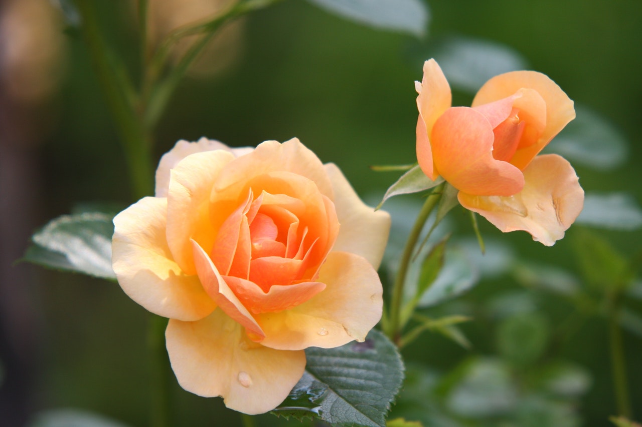 Róże w ogrodzie. Uprawa i pielęgnacja