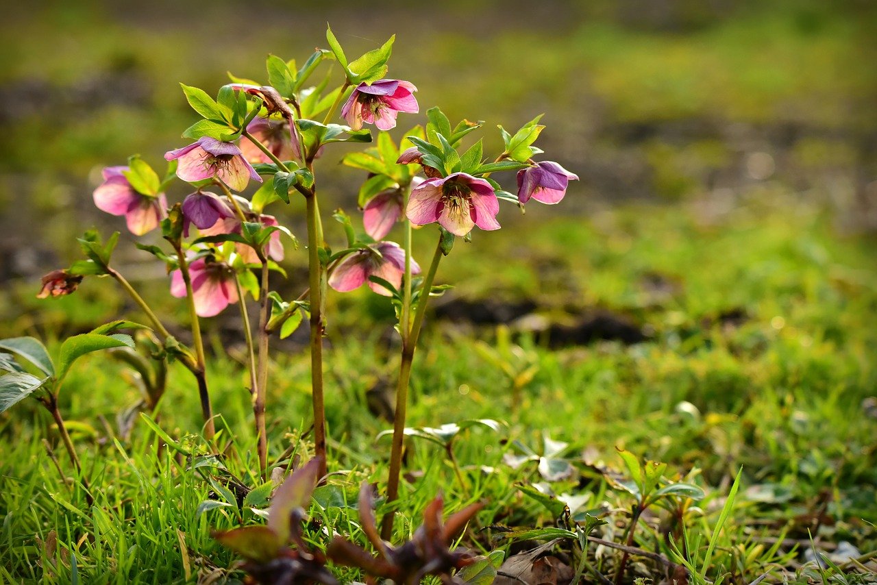 Byliny kwitnące – 5  gatunków, które warto posadzić w ogrodzie