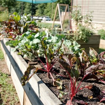 Połączenie ogrodu warzywnego i trawnika – jakie rozwiązania sprawdzą się najlepiej?