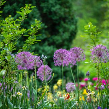 Przełom maja i czerwca w ogrodzie – co należy zrobić?