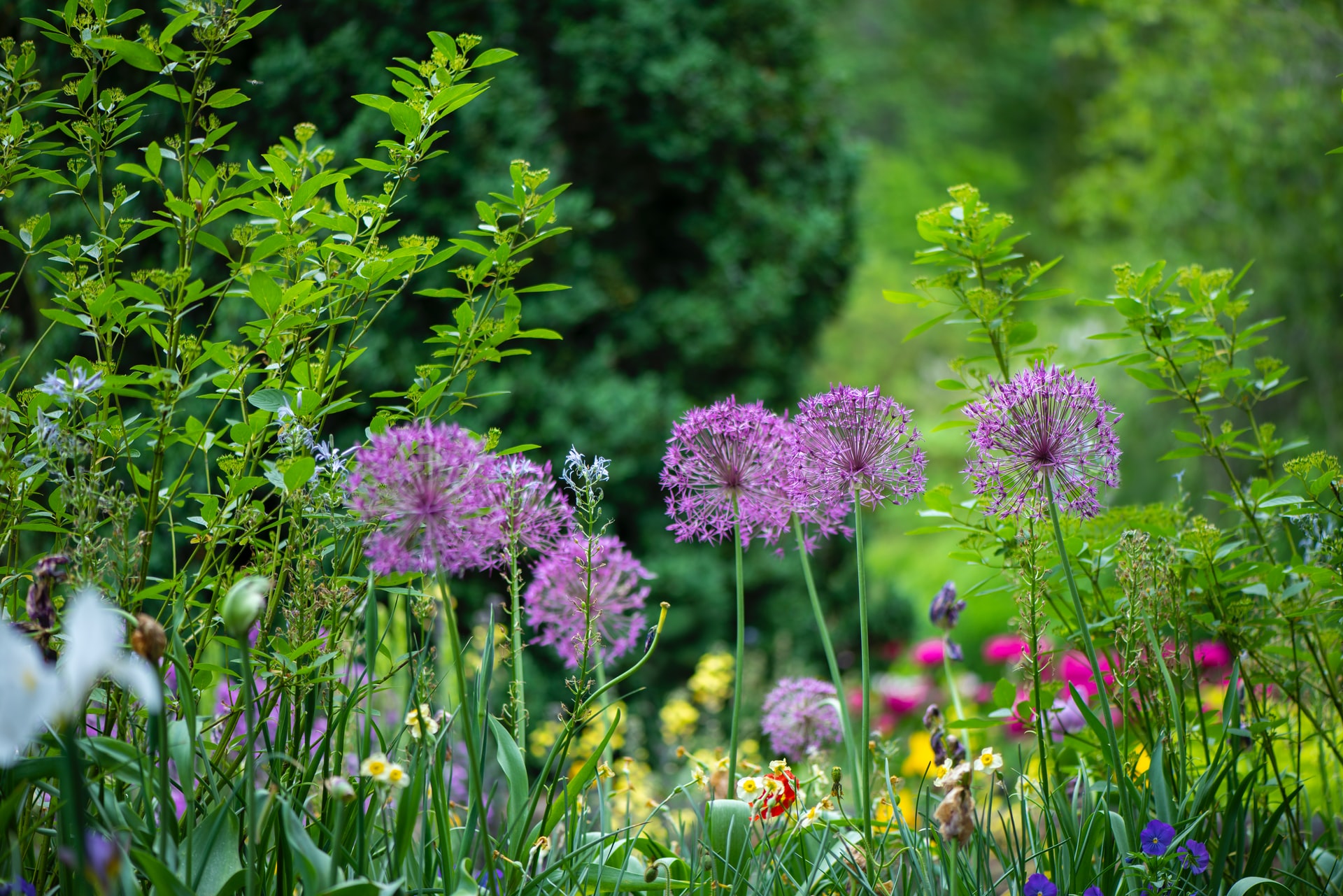 Przełom maja i czerwca w ogrodzie – co należy zrobić?