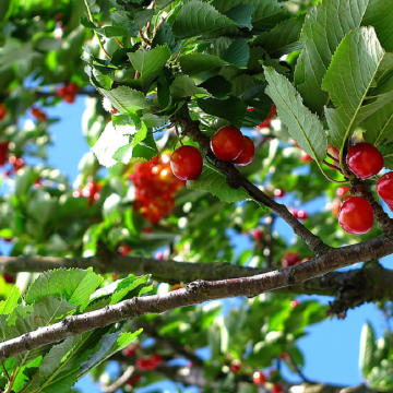 Najpopularniejsze odmiany drzewek owocowych sadzonych w Polsce