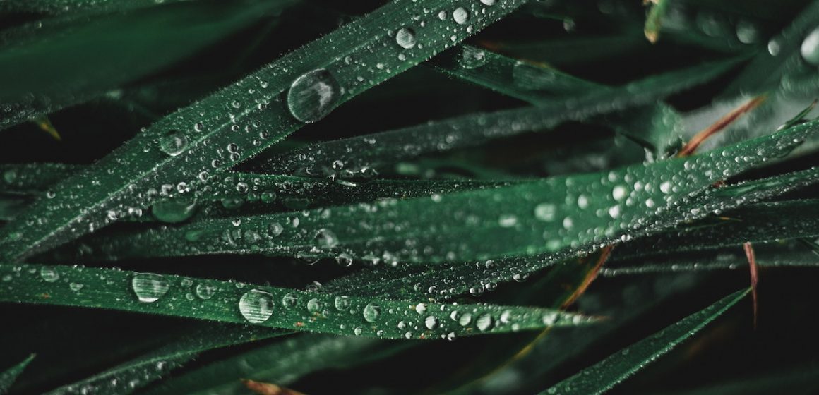 Zbieranie deszczówki – zalety i sposoby