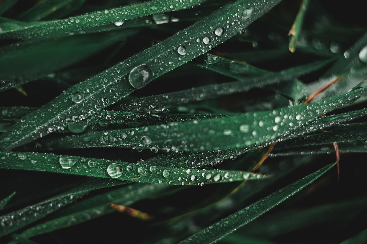 Zbieranie deszczówki – zalety i sposoby