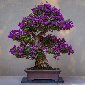 Drzewko bonsai w ogrodzie. Uprawa i pielęgnacja w naszym klimacie