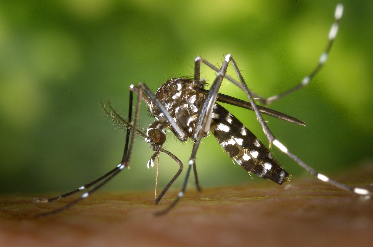 Jak pozbyć się komarów z ogrodu?