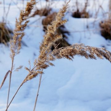 Jak należy dbać o trawnik podczas zimy?