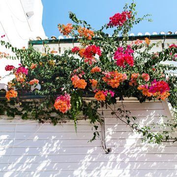 Kwiaty idealne do uprawiania na balkonie