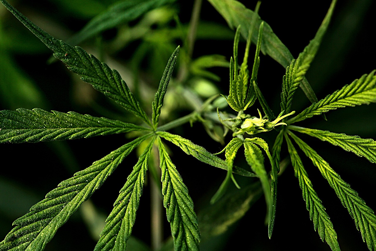 Jak wygląda uprawa marihuany medycznej?